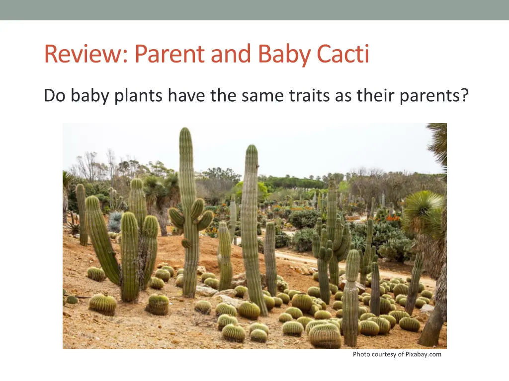 review parent and baby cacti