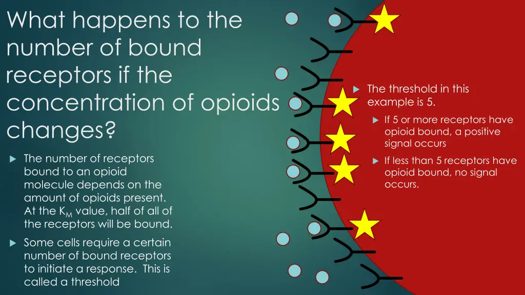 what happens to the number of bound receptors