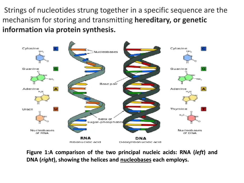 strings of nucleotides strung together