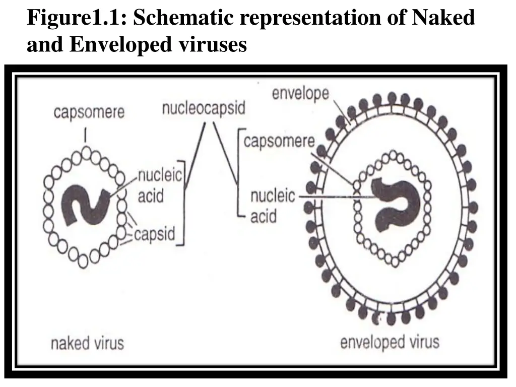 figure1 1 schematic representation of naked 1