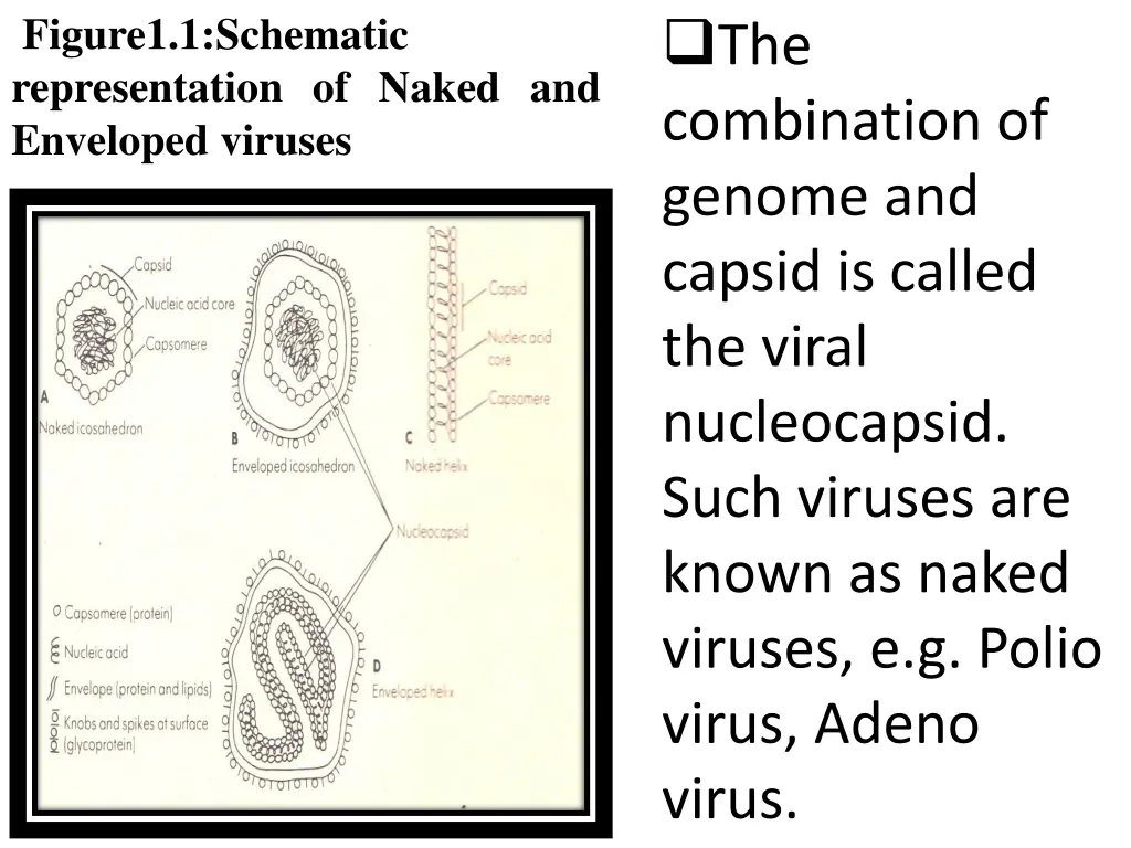 figure1 1 schematic representation of naked