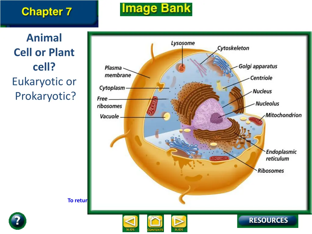 animal cell or plant cell eukaryotic