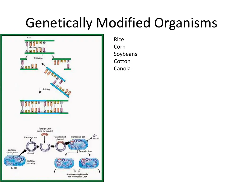 genetically modified organisms