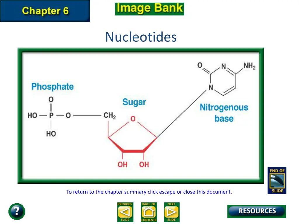 nucleotides