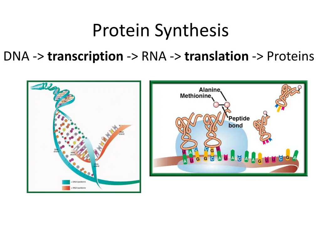 protein synthesis