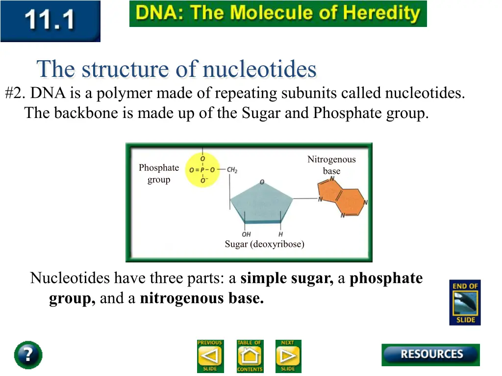 the structure of nucleotides 1