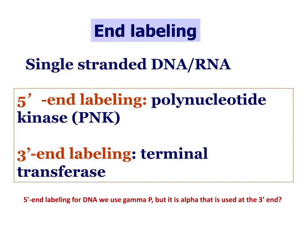 5 end labeling for dna we use gamma