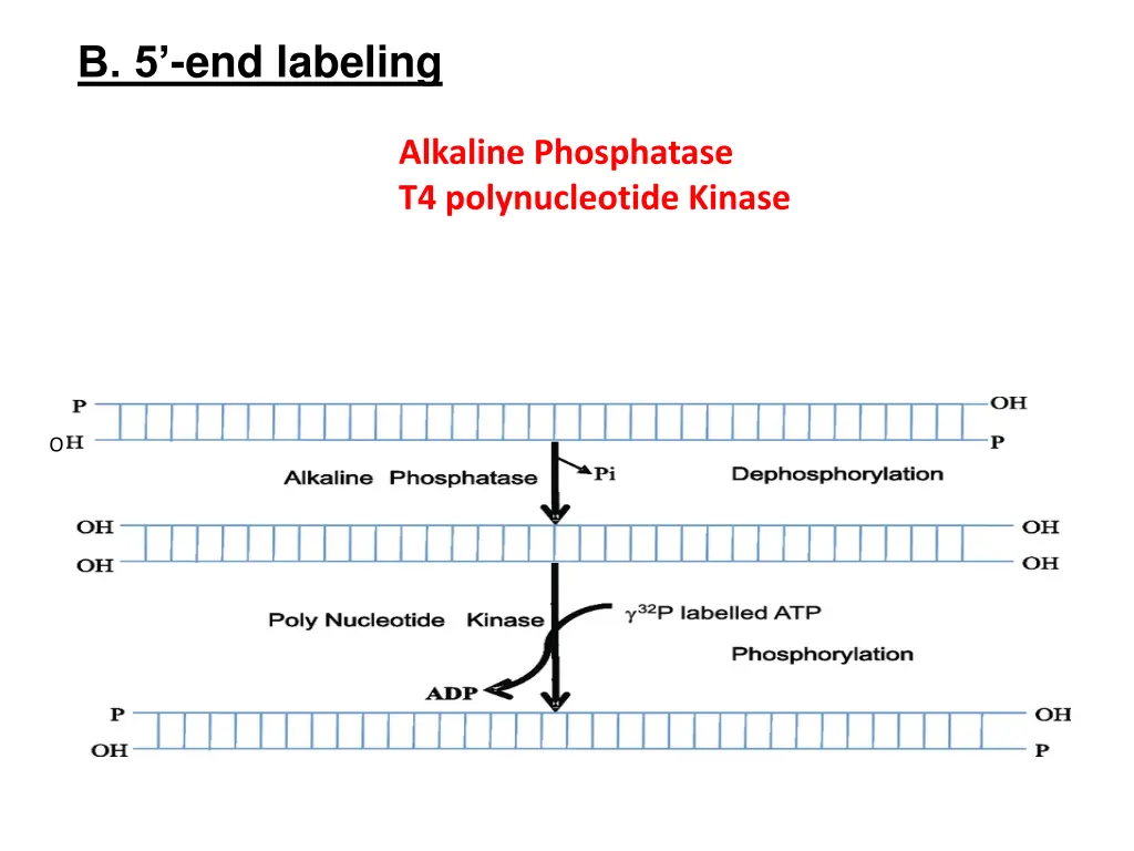 b 5 end labeling