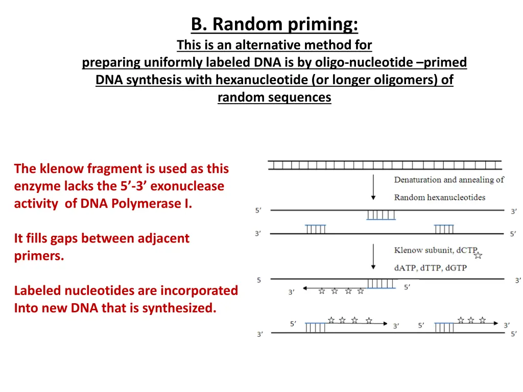 b random priming this is an alternative method