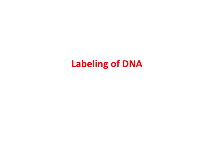 labeling of dna