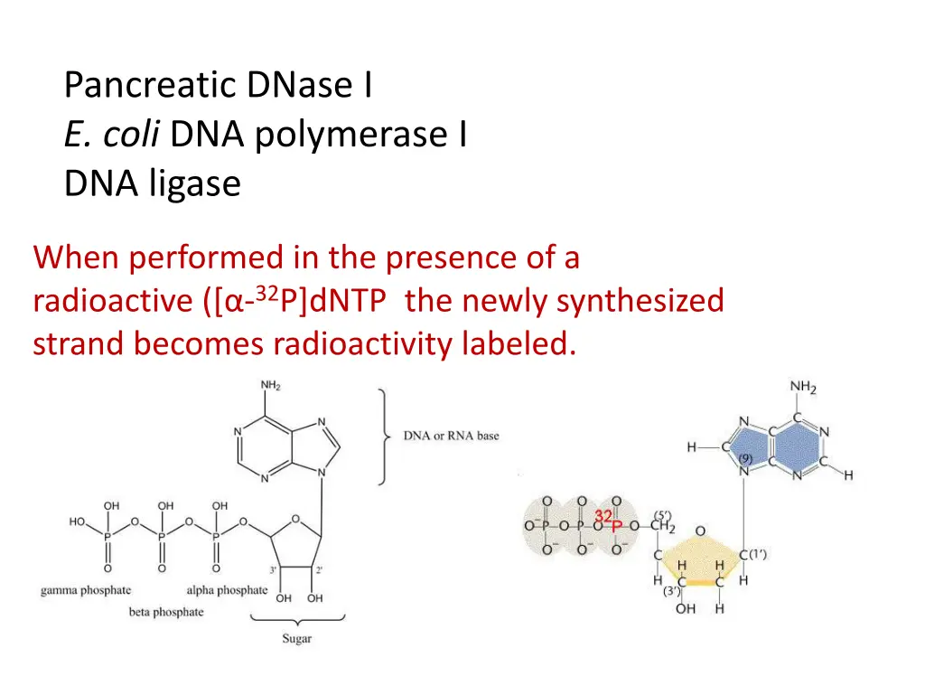 pancreatic dnase i e coli dna polymerase