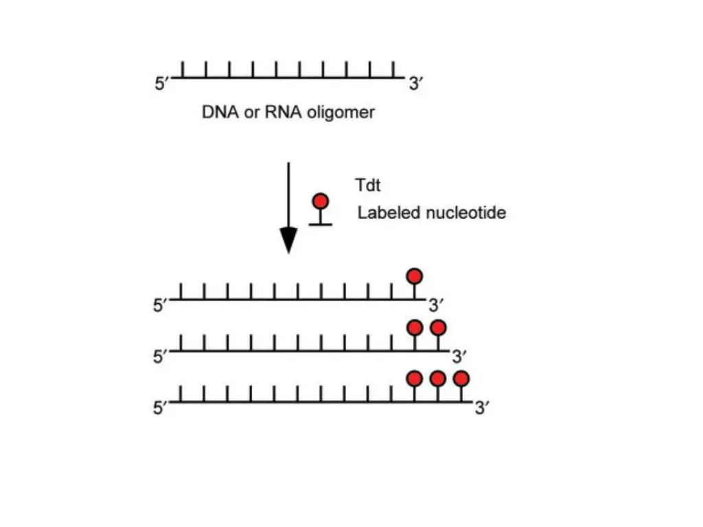 slide19