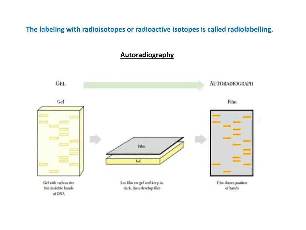 the labeling with radioisotopes or radioactive