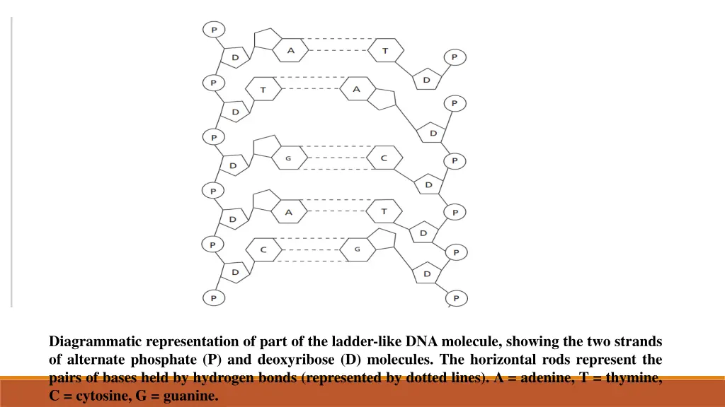 diagrammatic representation of part of the ladder