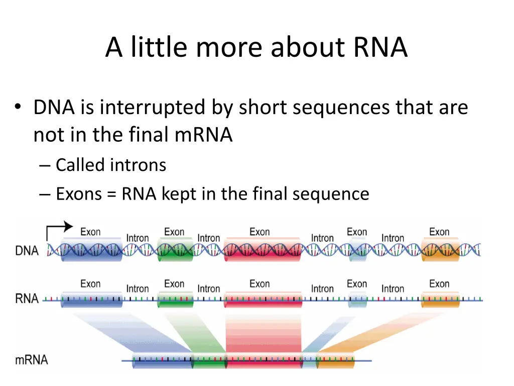 a little more about rna