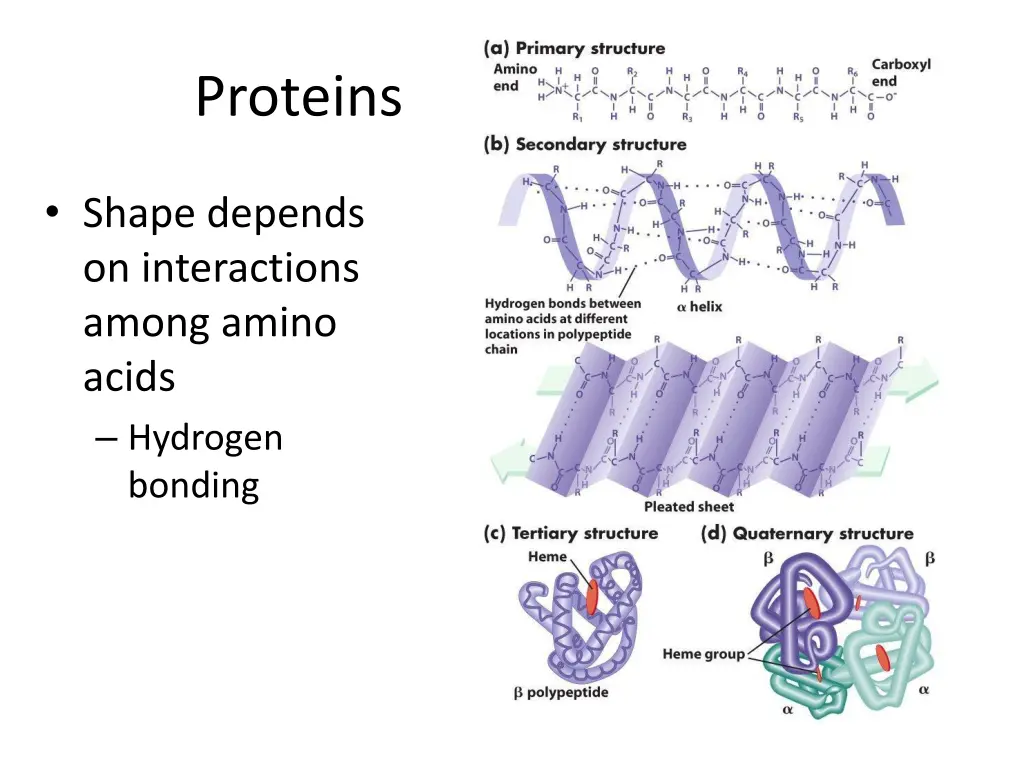 proteins