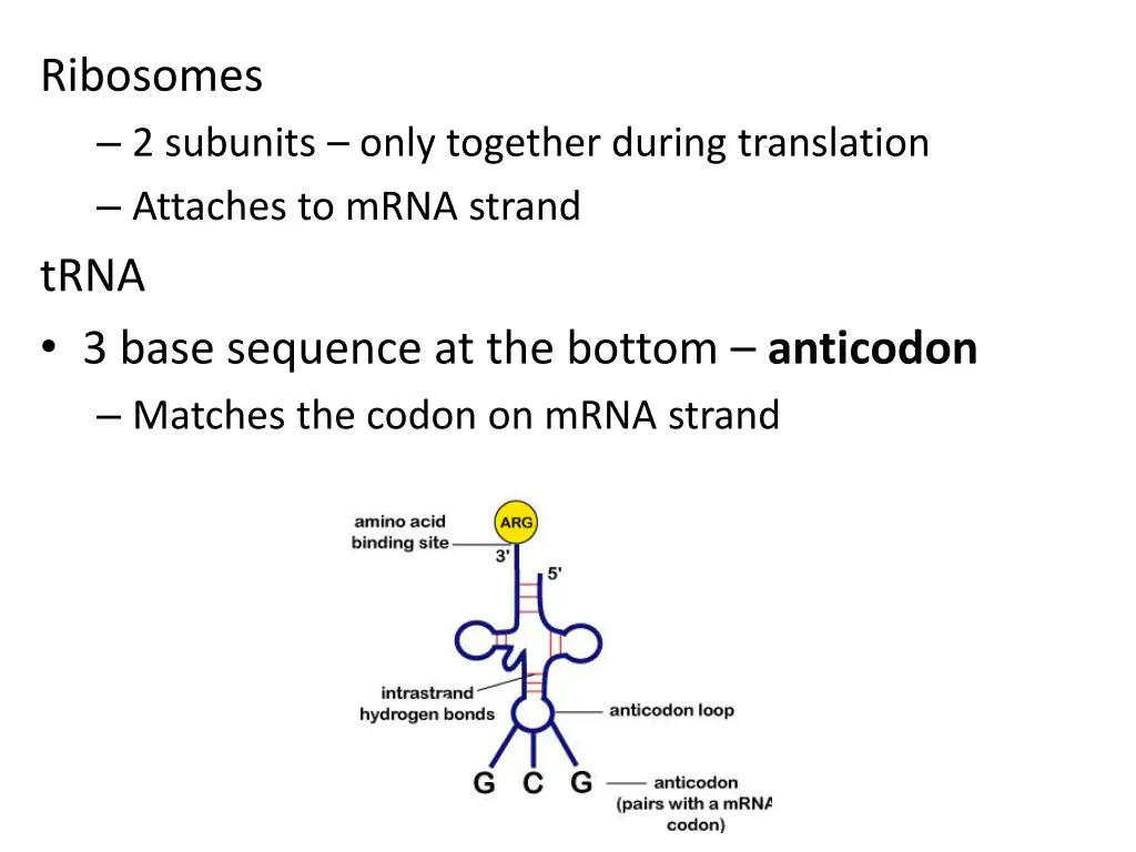 ribosomes 2 subunits only together during