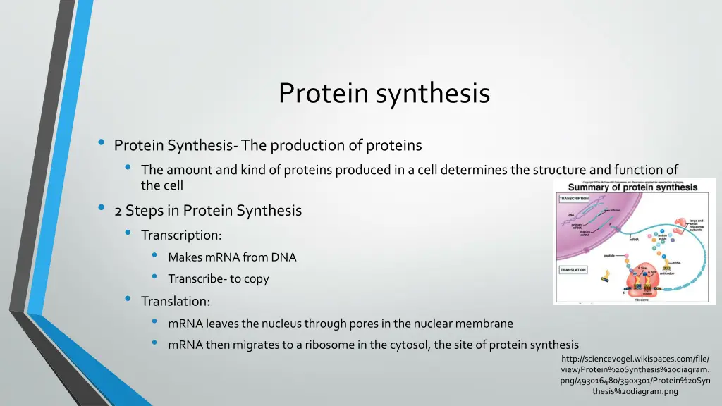 protein synthesis