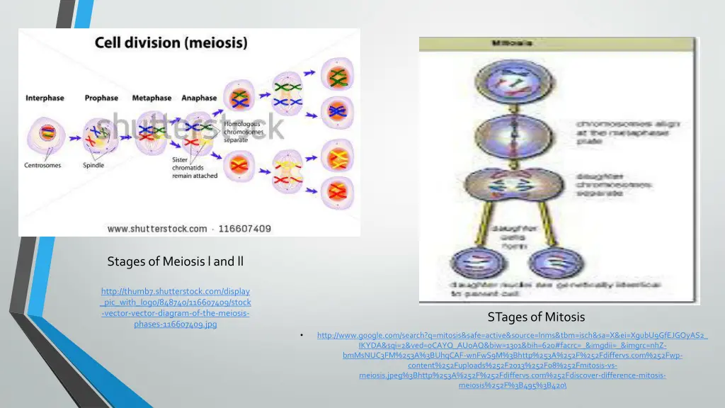 stages of meiosis l and ll