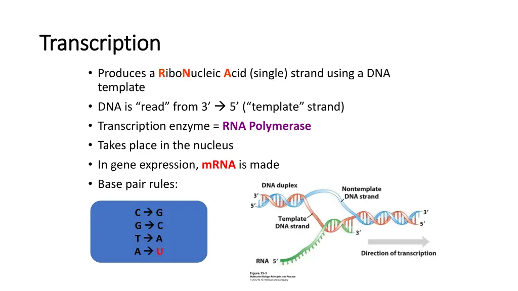 transcription transcription