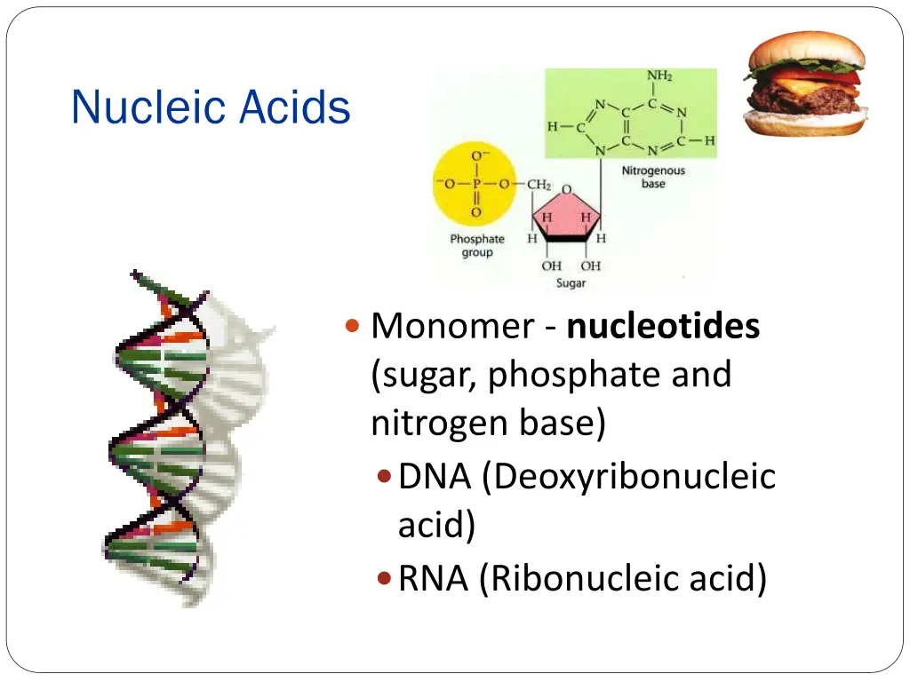 nucleic acids