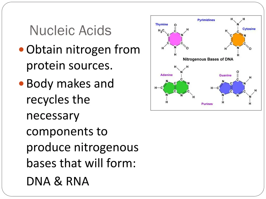 nucleic acids obtain nitrogen from protein