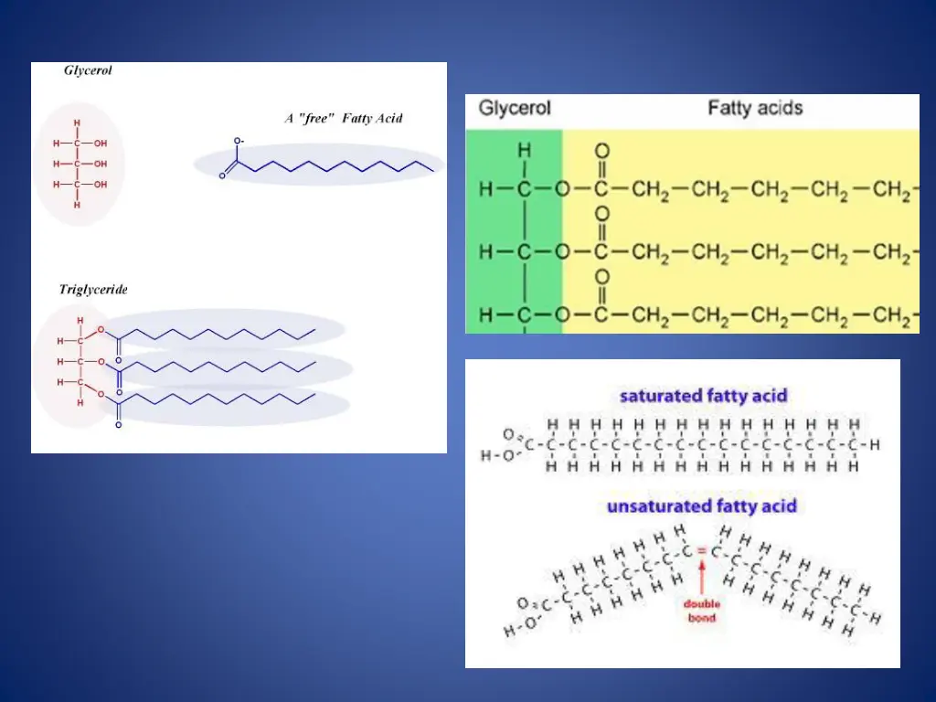 http cdn oliveoilsource com files triglyceride jpg