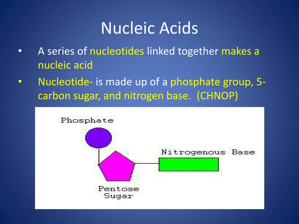 nucleic acids