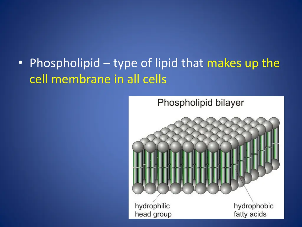 phospholipid type of lipid that makes up the cell