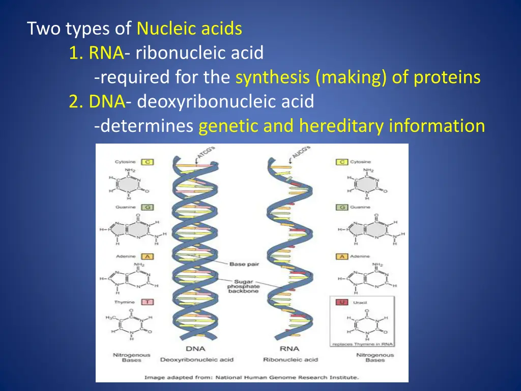 two types of nucleic acids 1 rna ribonucleic acid