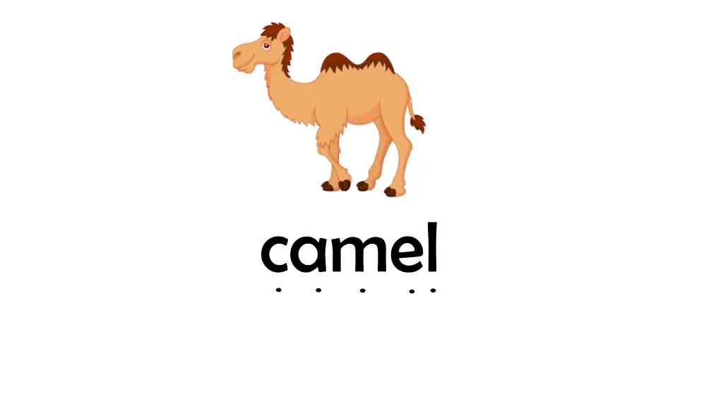 camel