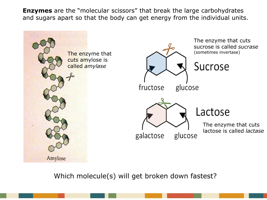 enzymes are the molecular scissors that break