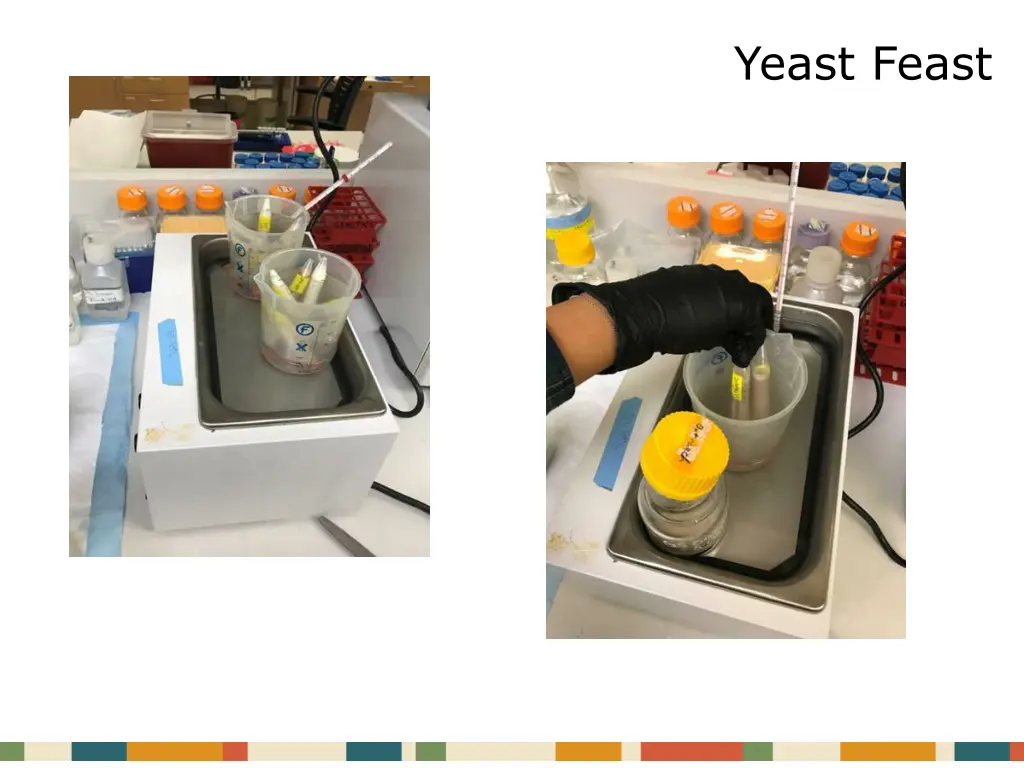 yeast feast 1