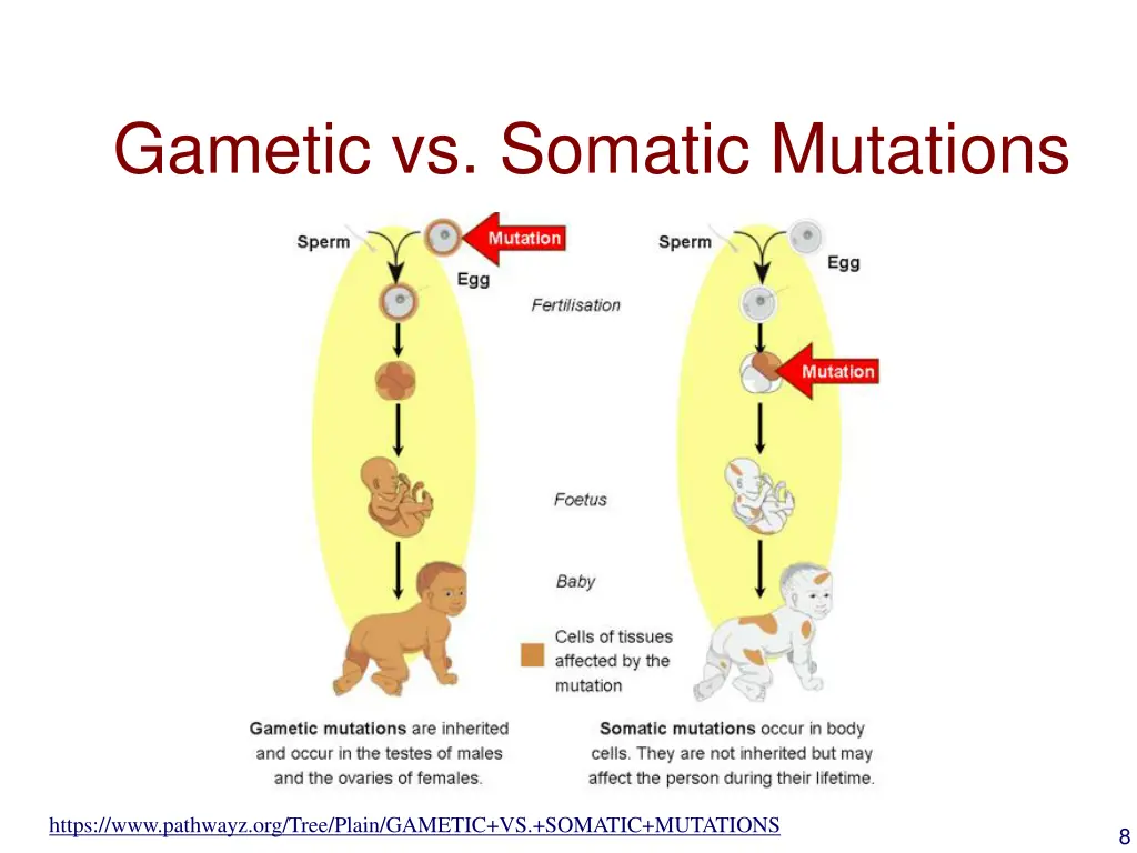 gametic vs somatic mutations