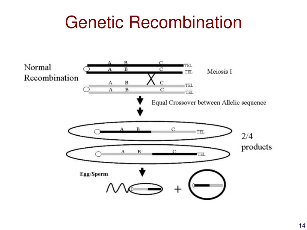 genetic recombination