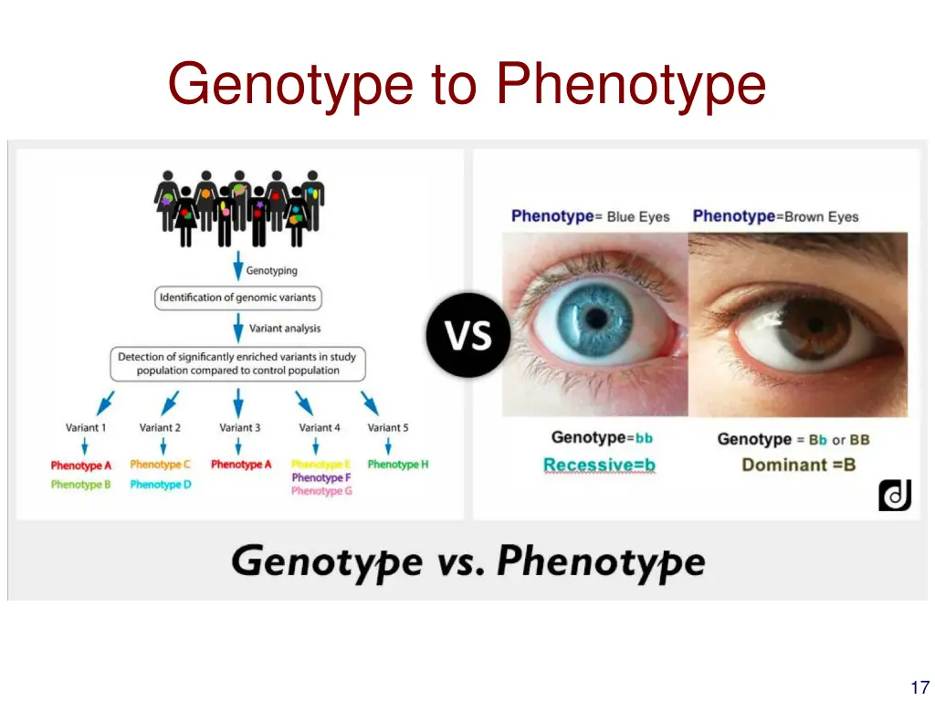 genotype to phenotype