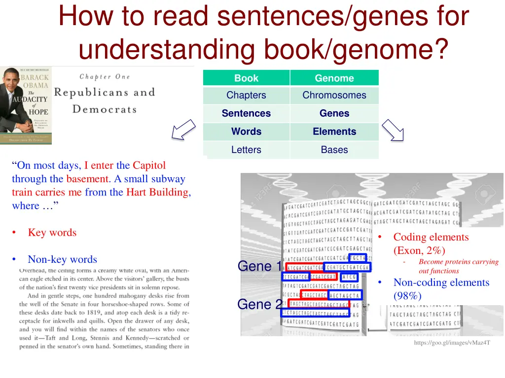 how to read sentences genes for understanding