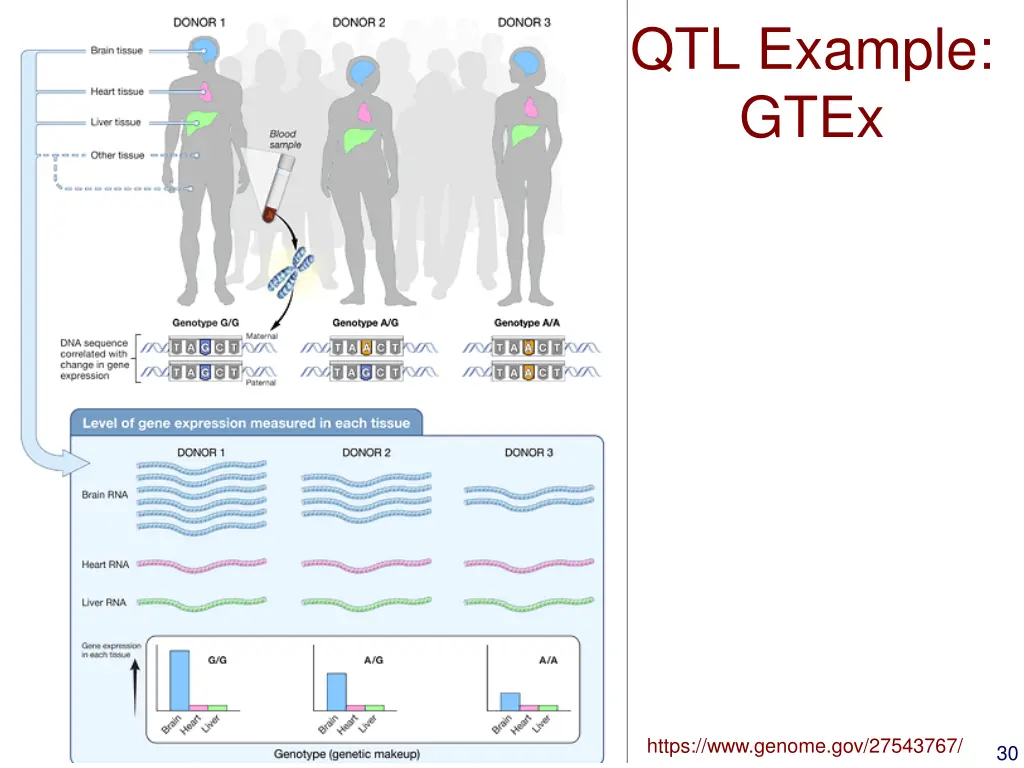 qtl example gtex