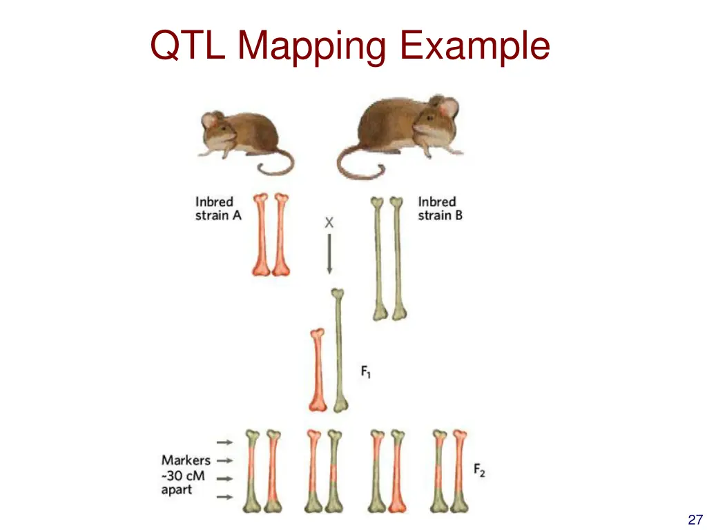 qtl mapping example