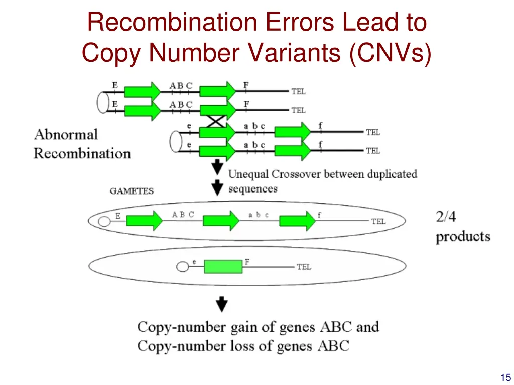 recombination errors lead to copy number variants