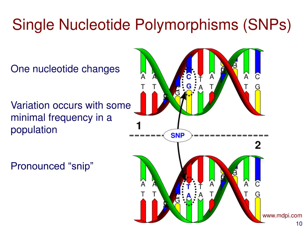 single nucleotide polymorphisms snps