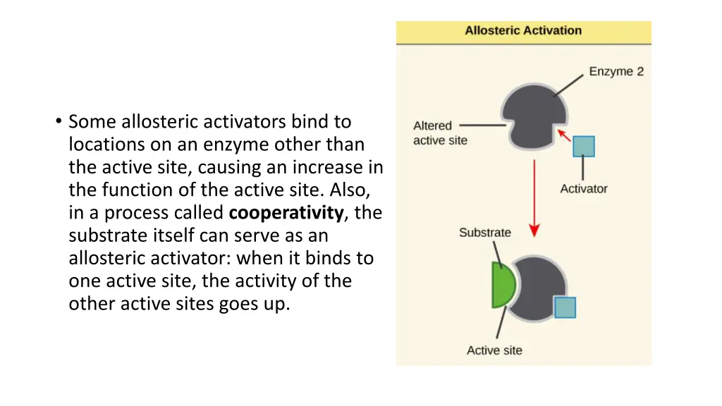 some allosteric activators bind to locations