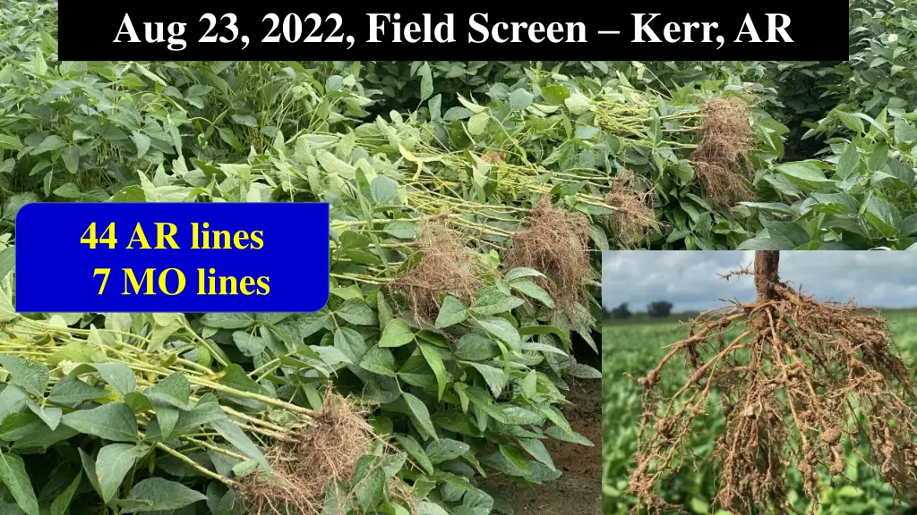 aug 23 2022 field screen kerr ar