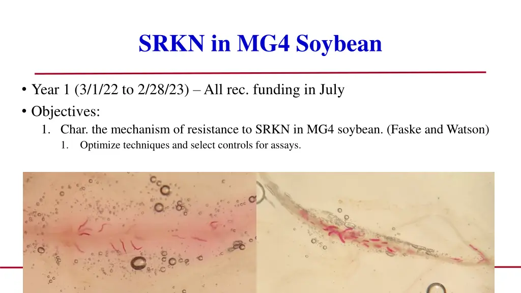 srkn in mg4 soybean