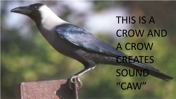 this is a crow and a crow creates sound caw