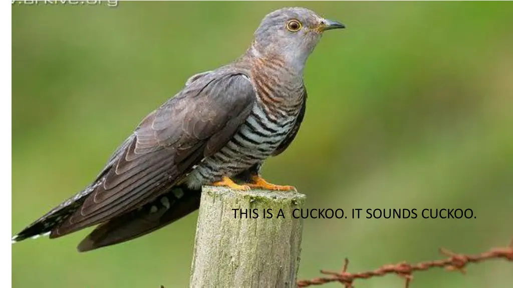 this is a cuckoo it sounds cuckoo