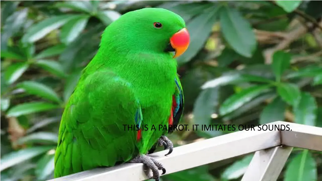 this is a parrot it imitates our sounds