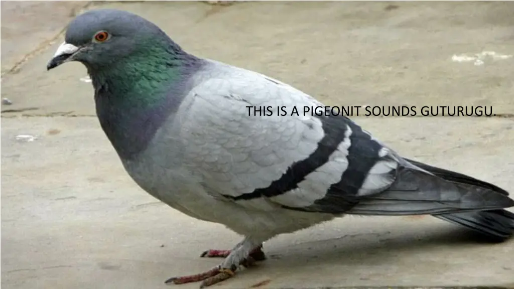 this is a pigeonit sounds guturugu