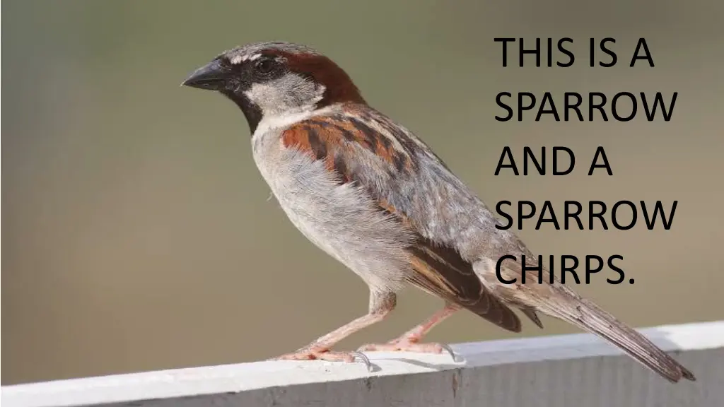 this is a sparrow and a sparrow chirps