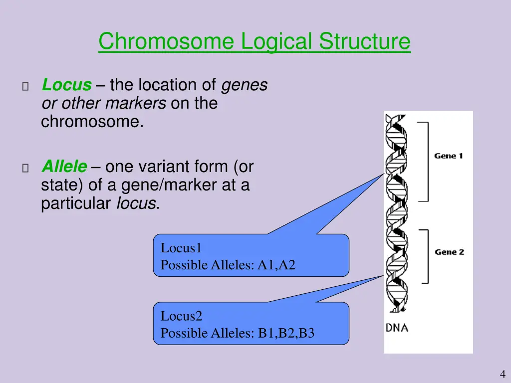 chromosome logical structure